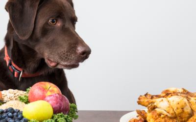 The Rise of Fresh and Raw Dog Food: A Healthier Trend