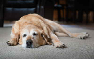 How to Recognize and Treat Dog Depression
