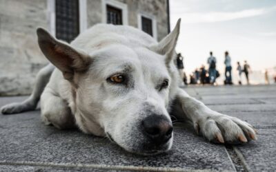 A Day in the Life of Street Dogs: Navigating the Urban Jungle